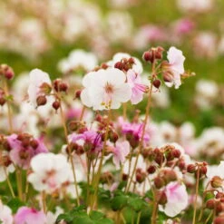 Trockenresistente Stauden Set, 18 Pflanzen Für 3 M², Bunt -Die grüne Ecke 0319100482 Geranium macror Spessart 3er Set 6 107566