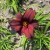 Taglilie Dunkelrot, Topf-Ø 11 Cm, 3er-Set -Die grüne Ecke 0319100488 Hemerocallis American Revolution 3er Set dunkelrot 107930