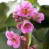 Bio Bergenie 'Abendkristall' Rosa, Topf-Ø 12 Cm, 3er-Set -Die grüne Ecke 0319100500 Bergenia cord Abendkristall 3er Set 107938