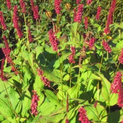 Bio Kerzen-Knöterich 'JS Caliente' Dunkelrot, Topf-Ø 11 Cm, 3er-Set -Die grüne Ecke 0319100501 Bistorta amplex JS Calliente 3er Set rot 2 110648