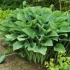Funkie 'Krossa Regal' Lila, Topf-Ø 11 Cm, 3er-Set -Die grüne Ecke 0319100510 Hosta nigrescens Krossa Regal 3er Set 107580