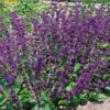 Bio Salvia Verticillata 'Purple Rain' Purpur-violett, Topf-Ø 11 Cm, 3er-Set -Die grüne Ecke 0319100514 Salvia verticillata Purple Rain 3er Set 107944