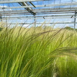 Bio Federgras, Topf-Ø 12 Cm, 3er-Set -Die grüne Ecke 0319100517 Stipa tenuissima Ponytails 3er Set T12 20 122453