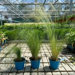 Bio Federgras, Topf-Ø 12 Cm, 3er-Set -Die grüne Ecke 0319100517 Stipa tenuissima Ponytails 3er Set T12 4 122454