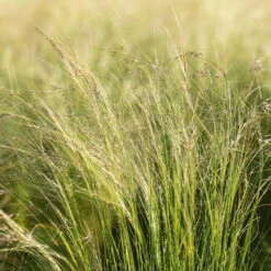 Bio Federgras, Topf-Ø 12 Cm, 3er-Set -Die grüne Ecke 0319100517 Stipa tenuissima Ponytails 3er Set 2 107950 1