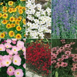 Insektenfreundliches Stauden Set, 18 Pflanzen Für 3 M², Bunt -Die grüne Ecke 0319100525 Insektengarten Stauden Mix 1 Set 18 Pflanzen 107160