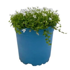 Isotoma Fluvialis Weiß, Topf-Ø 12 Cm, 3er-Set -Die grüne Ecke 0319100527 Isotoma fluviatilis 3er Set weiss 1 110596