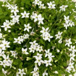 Isotoma Fluvialis Weiß, Topf-Ø 12 Cm, 3er-Set -Die grüne Ecke 0319100527 Isotoma fluviatilis 3er Set weiss 3 110409