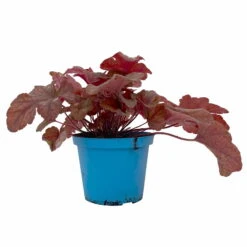 Heucherella 'Buttered Rum®', Karamellfarben, Topf-Ø 12 Cm, 3er-Set -Die grüne Ecke 0319100529 Heucherella Buttered Rum 12cm karamellfarben 3er Set 1 114772
