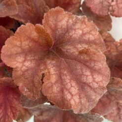 Heucherella 'Buttered Rum®', Karamellfarben, Topf-Ø 12 Cm, 3er-Set -Die grüne Ecke 0319100529 Heucherella Buttered Rum 12cm karamellfarben 3er Set 3 114717