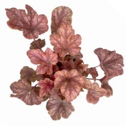 Heucherella 'Buttered Rum®', Karamellfarben, Topf-Ø 12 Cm, 3er-Set -Die grüne Ecke 0319100529 Heucherella Buttered Rum 12cm karamellfarben 3er Set 4 114773