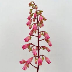 Purpurglöckchen 'Peppermint Spice' Grün-rosa, Topf-Ø 12 Cm, 3er-Set -Die grüne Ecke 0319100530 Heuchera Peppermint Spice 12cm Blatt dunkelgruen 3er Set 10 114716