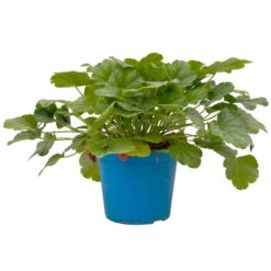 Purpurglöckchen 'Peppermint Spice' Grün-rosa, Topf-Ø 12 Cm, 3er-Set -Die grüne Ecke 0319100530 Heuchera Peppermint Spice 12cm Blatt dunkelgruen 3er Set 2 114777