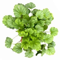 Purpurglöckchen 'Peppermint Spice' Grün-rosa, Topf-Ø 12 Cm, 3er-Set -Die grüne Ecke 0319100530 Heuchera Peppermint Spice 12cm Blatt dunkelgruen 3er Set 5 114778