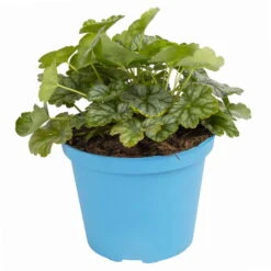 Purpurglöckchen 'Peppermint Spice' Grün-rosa, Topf-Ø 12 Cm, 3er-Set -Die grüne Ecke 0319100530 Heuchera Peppermint Spice 12cm Blatt dunkelgruen 1 114775