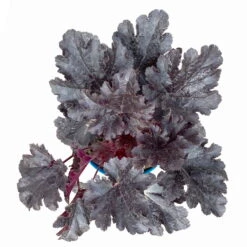 Purpurglöckchen 'Timeless Night', Schwarzviolett, Topf-Ø 12 Cm, 3er-Set -Die grüne Ecke 0319100531 Heuchera Timeless Night 12cm Blatt schwarzviolett 3er Set 5 114782