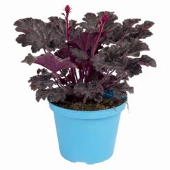 Purpurglöckchen 'Timeless Night', Schwarzviolett, Topf-Ø 12 Cm, 3er-Set -Die grüne Ecke 0319100531 Heuchera Timeless Night 12cm Blatt schwarzviolett 1 114779