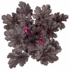 Purpurglöckchen 'Timeless Night', Schwarzviolett, Topf-Ø 12 Cm, 3er-Set -Die grüne Ecke 0319100531 Heuchera Timeless Night 12cm Blatt schwarzviolett 2 114780