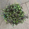 Fiederpolster 'Inkognito' Schwarzgrün, Topf-Ø 12 Cm, 3er-Set -Die grüne Ecke 0319100532 Leptinella Inkognito 3erSet T12 schwarzgruen 7 116009