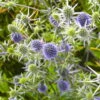 Bio Kleiner Mannstreu 'Blauer Zwerg' Blau, Topf-Ø 9 Cm, 3er-Set -Die grüne Ecke 0319100537 Eryngium planum Blauer Zwerg 120374
