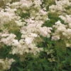 Mädesüß 'Rosa Schleier' Rosa, Topf-Ø 11 Cm, 3er-Set -Die grüne Ecke 0319100538 Filipendula palmata Rosa Schleier 120375