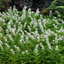 Neue Veröffentlichungen -Die grüne Ecke 0319100539 Lysimachia clethroides weiss 120377