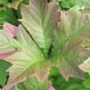 Schaublatt 'Rotlaub' Cremeweiß, Topf-Ø 11 Cm, 3er-Set -Die grüne Ecke 0319100540 Rodgersia podophylla Rotlaub 1 120378