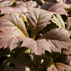 Schaublatt 'Rotlaub' Cremeweiß, Topf-Ø 11 Cm, 3er-Set -Die grüne Ecke 0319100540 Rodgersia podophylla Rotlaub 2 120379