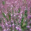 Edel-Gamander Purpurrosa, Topf-Ø 11 Cm, 3er-Set -Die grüne Ecke 0319100541 Teucrium chamaedrys 1 120380