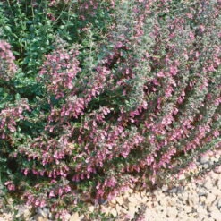 Edel-Gamander Purpurrosa, Topf-Ø 11 Cm, 3er-Set -Die grüne Ecke 0319100541 Teucrium chamaedrys purpurrosa 2 120381