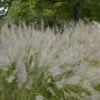 Bio Diamantgras, Silbrig-rosa, Topf-Ø 11 Cm, 3er-Set -Die grüne Ecke 0319100542 Calamagrostis brachytricha 120382