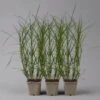 Bio Palmwedel-Segge Rotbraun, Topf-Ø 11 Cm, 3er-Set -Die grüne Ecke 0319100543 carex muskingumensis1 125706