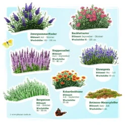 Schmetterlingsstauden Set, 19 Pflanzen Für 3 M², Bunt -Die grüne Ecke 0319100545 Schmetterling Stauden Mix 1 Set 19 Pflanzen fuer 3m2 2 121100