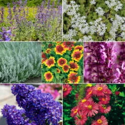 Schmetterlingsstauden Set, 19 Pflanzen Für 3 M², Bunt -Die grüne Ecke 0319100545 Schmetterling Stauden Mix 1Set 19 Pflanzen 121038