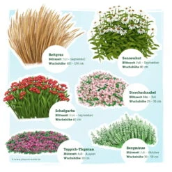 Trockenresistente Stauden Set, 18 Pflanzen Für 3 M², Bunt -Die grüne Ecke 0319100548 Trockenresistente Stauden Mix 1 Set 18 Pflanzen fuer 3m 2 123682