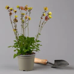 Nelkenwurz 'Nonna' Gelborange Halbgefüllt, Topf-Ø 12 Cm, 3er-Set -Die grüne Ecke 0319100549 Geum Nonna 3er Set KB gelb orange T12 2 126152