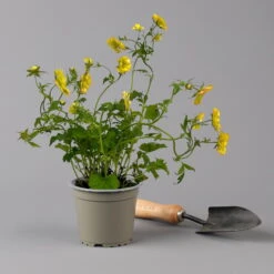 Nelkenwurz 'Nonna' Gelborange Halbgefüllt, Topf-Ø 12 Cm, 3er-Set -Die grüne Ecke 0319100549 Geum Nonna 3er Set gelb orange T12 2 124062