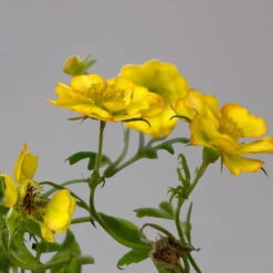 Nelkenwurz 'Nonna' Gelborange Halbgefüllt, Topf-Ø 12 Cm, 3er-Set -Die grüne Ecke 0319100549 Geum Nonna 3er Set gelb orange T12 4 124063