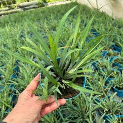 Blaugraue Segge 'Blue Zinger', Topf-Ø 12 Cm, 3er-Set -Die grüne Ecke 0319100550 Carex flacca Blue Zinger 3erSet T12 blaugruen 1 125406