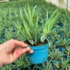 Blaugraue Segge 'Blue Zinger', Topf-Ø 12 Cm, 3er-Set -Die grüne Ecke 0319100550 Carex flacca Blue Zinger 3erSet T12 blaugruen 3 125404