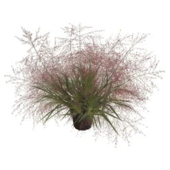 Purpur-Liebesgras, Topf-Ø 14 Cm, 3er-Set -Die grüne Ecke 0319100551 Eragrostis spectabilis 3erSet T14 2 126321
