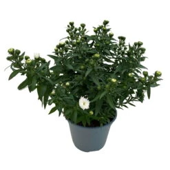 Aster Novi-belgii, Weiss Gefüllt, Topf-Ø 12 Cm, 3er-Set -Die grüne Ecke 0319200001 Aster novi belgii T12 weiss gefuellt 3er Set WS 4 95807