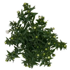 Aster Novi-belgii, Weiss Gefüllt, Topf-Ø 12 Cm, 3er-Set -Die grüne Ecke 0319200001 Aster novi belgii T12 weiss gefuellt 3er Set WS 5 95808