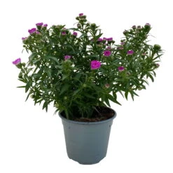 Aster Novi-belgii, Rosa Gefüllt, Topf-Ø 12 Cm, 3er-Set -Die grüne Ecke 0319200002 Aster novi belgii T12 rosa gefuellt 3er Set WS 2 95809
