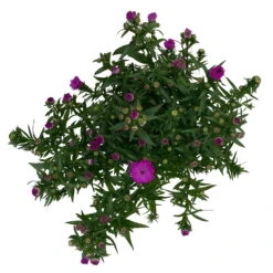 Aster Novi-belgii, Rosa Gefüllt, Topf-Ø 12 Cm, 3er-Set -Die grüne Ecke 0319200002 Aster novi belgii T12 rosa gefuellt 3er Set WS 4 95811