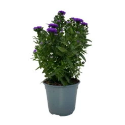 Aster Novi-belgii, Blau Gefüllt, Topf-Ø 12 Cm, 3er-Set -Die grüne Ecke 0319200003 Aster novi belgii T12 blau gefuellt 3er Set WS 3 95812