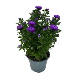 Aster Novi-belgii, Blau Gefüllt, Topf-Ø 12 Cm, 3er-Set -Die grüne Ecke 0319200003 Aster novi belgii T12 blau gefuellt 3er Set WS 4 95813