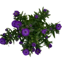 Aster Novi-belgii, Blau Gefüllt, Topf-Ø 12 Cm, 3er-Set -Die grüne Ecke 0319200003 Aster novi belgii T12 blau gefuellt 3er Set WS 5 95814