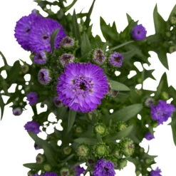 Aster Novi-belgii, Blau Gefüllt, Topf-Ø 12 Cm, 3er-Set -Die grüne Ecke 0319200003 Aster novi belgii T12 blau gefuellt 3er Set WS 6 95815