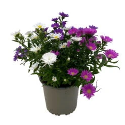 Aster Novi-belgii 'Trio', 3er-Set, Weiß-rosa-blau, Topf 12/13 Cm Ø -Die grüne Ecke 0319200007 Aster novi belgii gefuellt Trio weiss rosa blau 3er Set WS 2 95821
